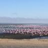 <p>flamants roses à Walvis Bay</p>