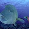 <p>Les Maldives - un aquarium géant et naturel</p>