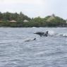 Les dauphins majestueux