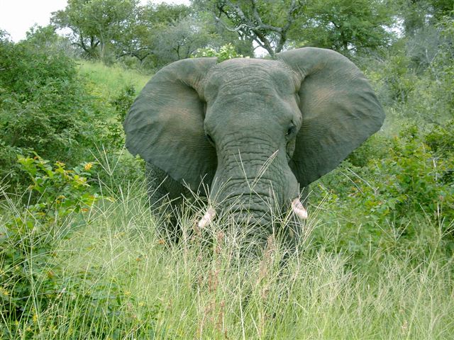 Jeffreys Bay Surf Trips