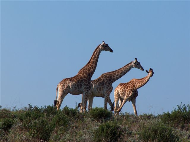 Jeffreys Bay Surf Trips