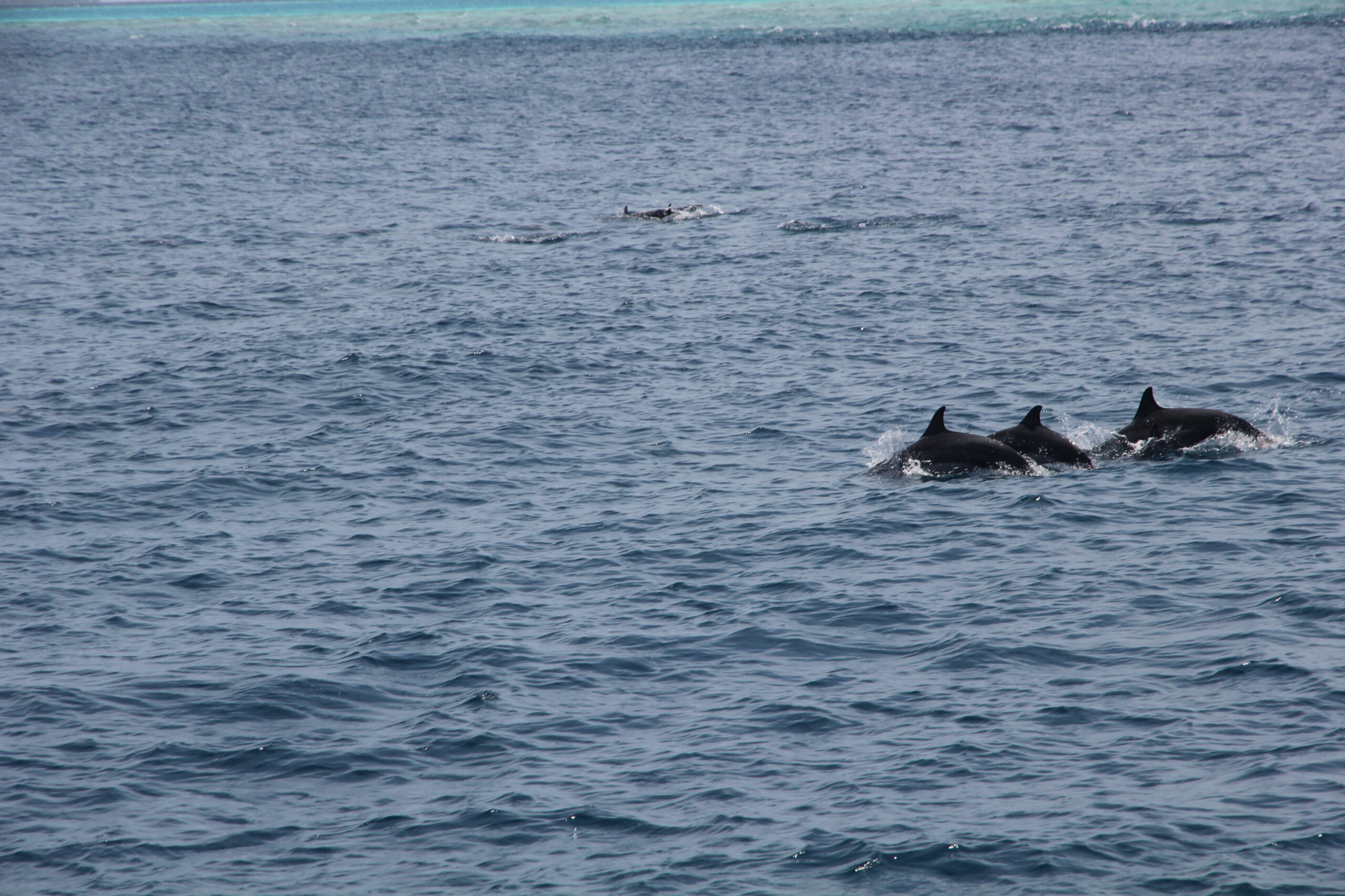 Sortie Dauphins