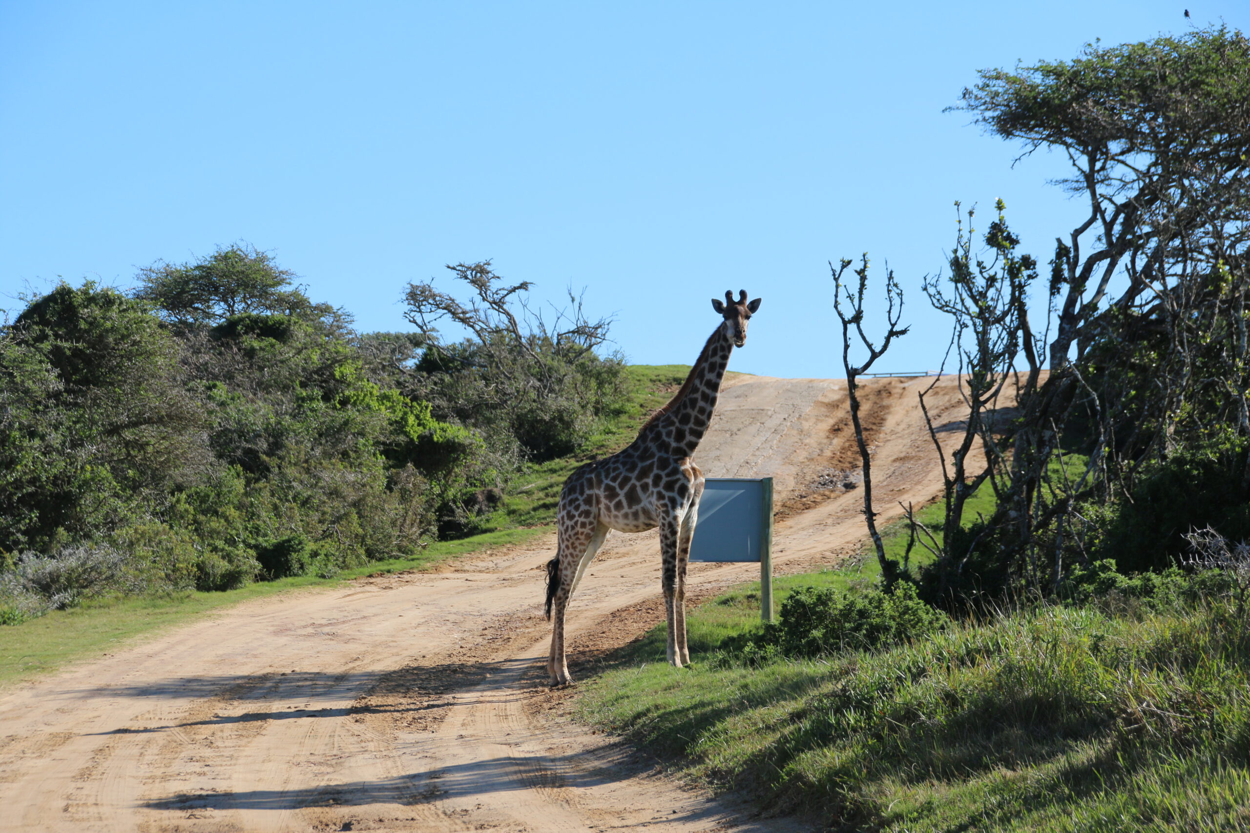 Jeffreys Bay Surf Trips