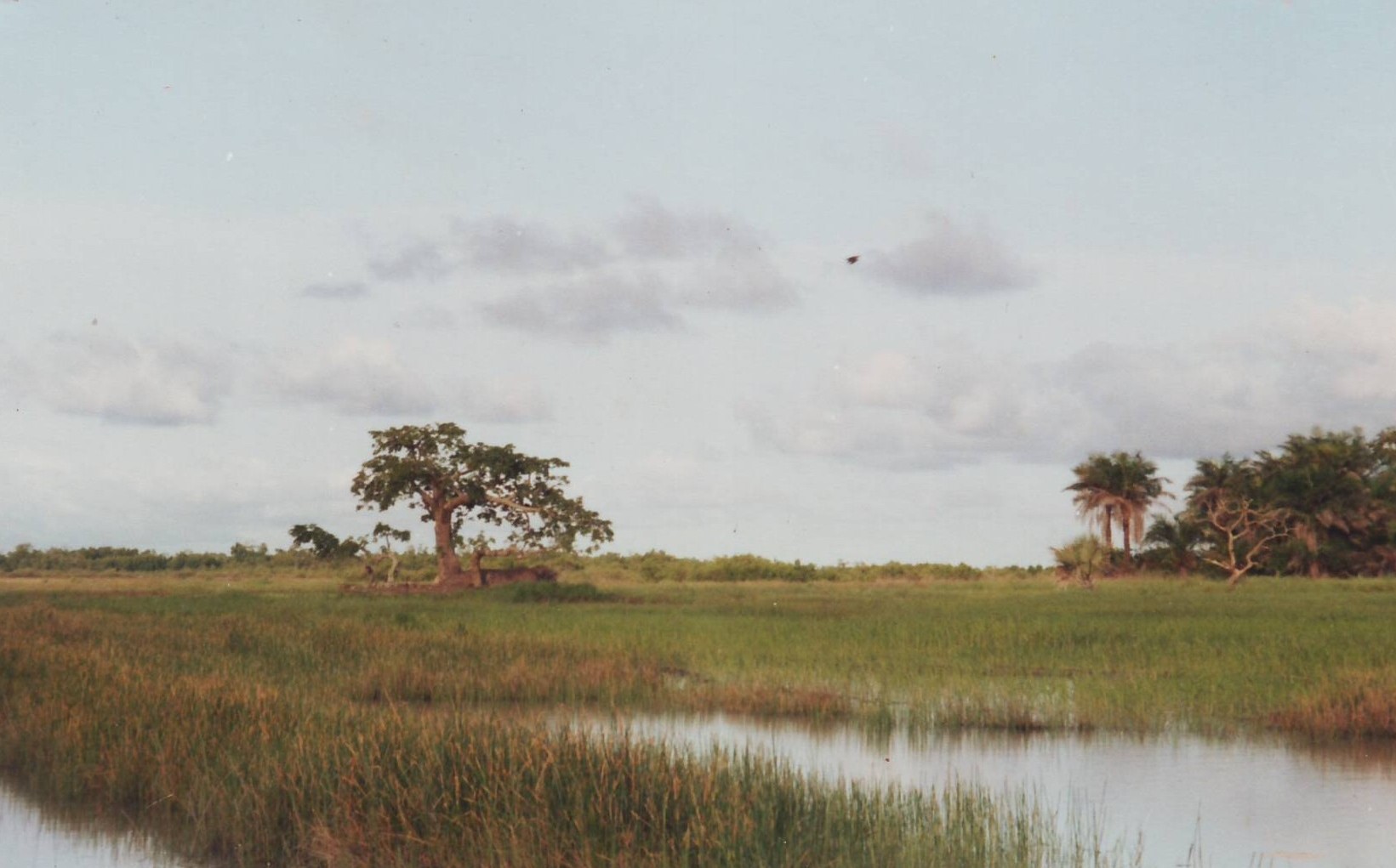 Les rizières vers Retba
