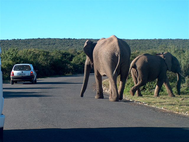 Jeffreys Bay Surf Trips