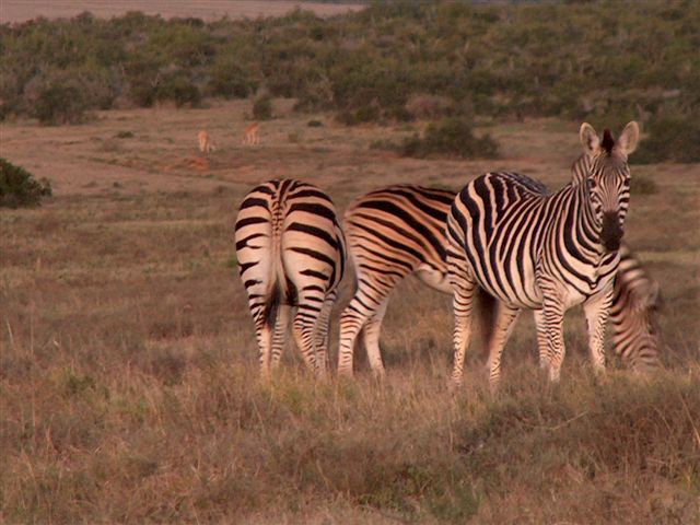 Jeffreys Bay Surf Trips