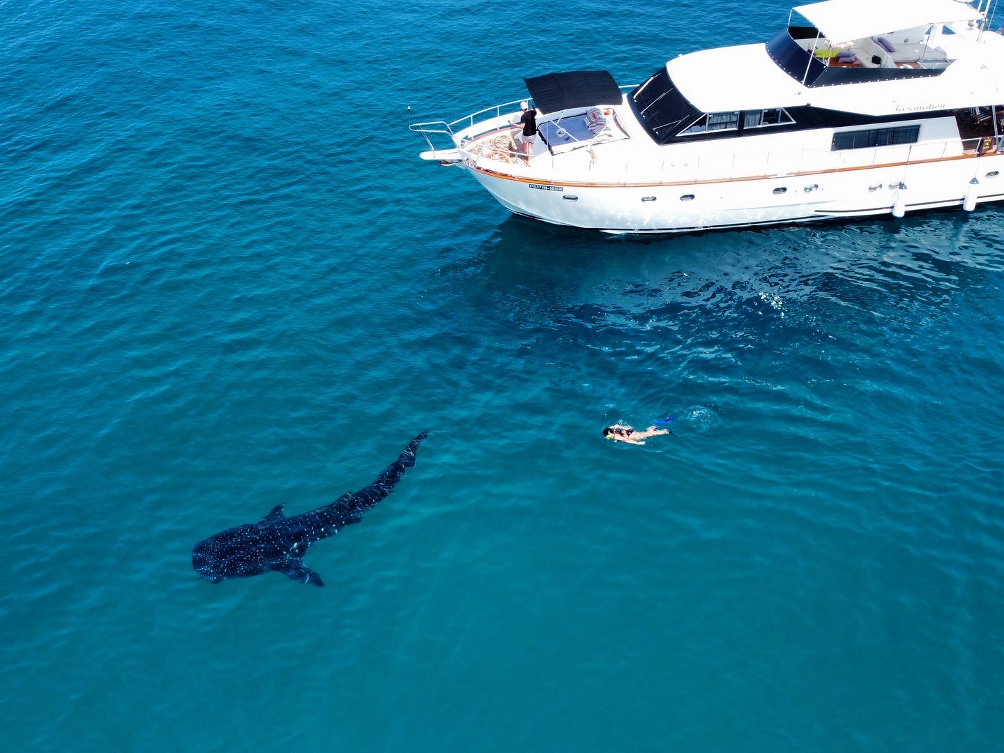 Fascination Maldives – Requin-baleine dans les eaux des Maldives