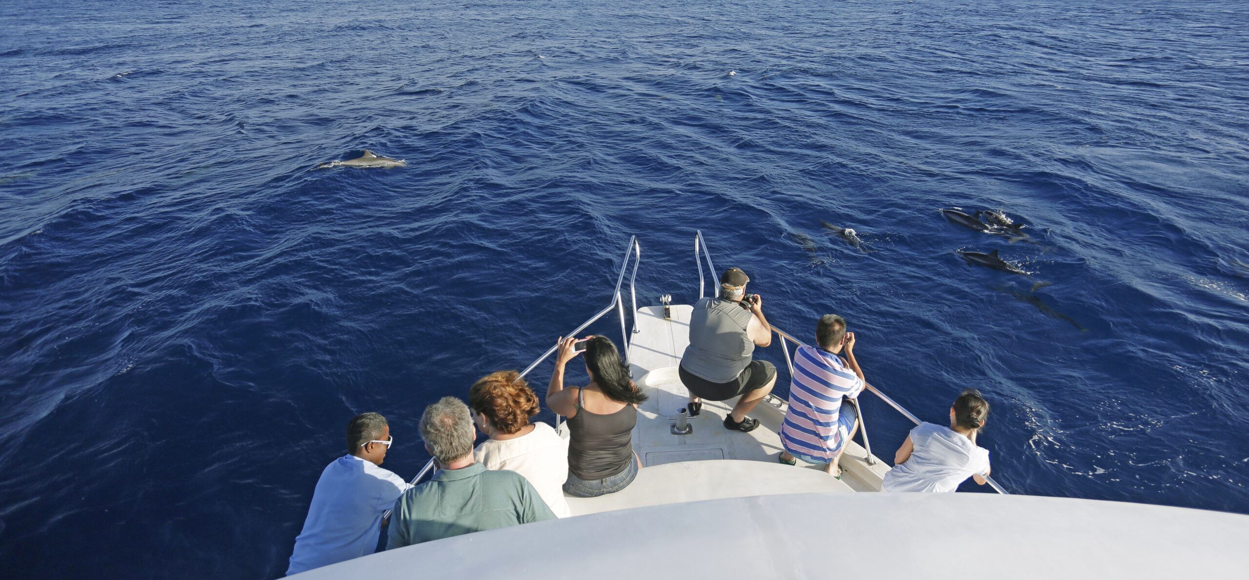 Medhufushi Dolphin Watch